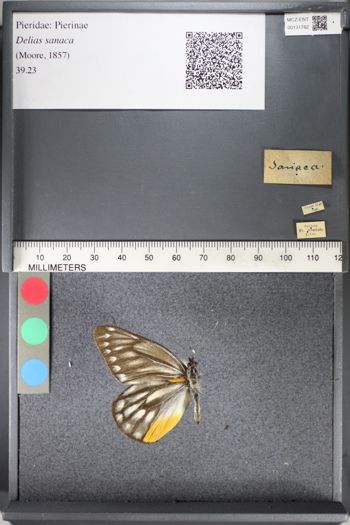 Media type: image;   Entomology 131782